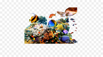 Coral reef fish Underwater - fish Coral reef fish Underwater - fish