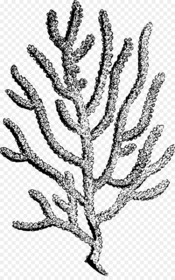Coral reef Printmaking - coral Coral reef Printmaking - coral