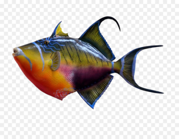 Coral reef Underwater Tropical fish Seawater - Colorful fish Coral reef Underwater Tropical fish Seawater - Colorful fish