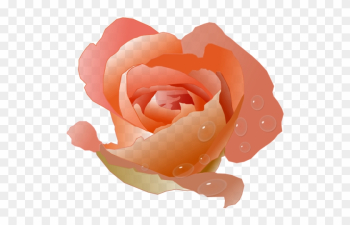 Coral Rose - Coral Rose Clipart Coral Rose - Coral Rose Clipart