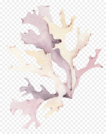 Coral Seashell - Purple Coral Coral Seashell - Purple Coral