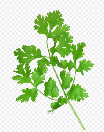 Coriander Vietnamese cuisine Health Herb Culantro - coriander 