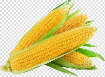 Corn illustration, Corn on the cob Sweet corn Maize Baked potato 1st Choice Fruit & Veg, corn transparent background PNG clipart
