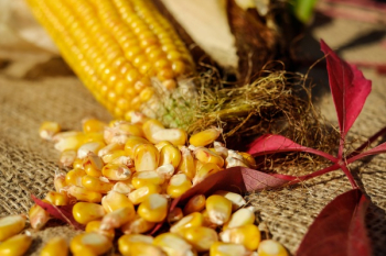 Corn Kernel Corn Kernel