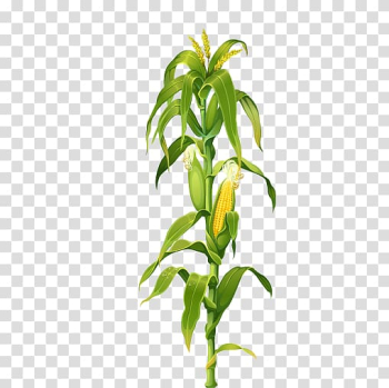 Corn plant , Maize Corn on the cob Plant Drawing , Maize corn stalks corn leaves transparent background PNG clipart