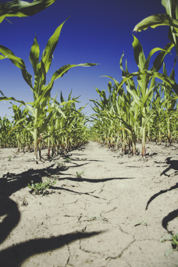 Corn Plantation Under Blue Sky during Daytime Corn Plantation Under Blue Sky during Daytime
