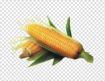 Corn transparent background PNG clipart