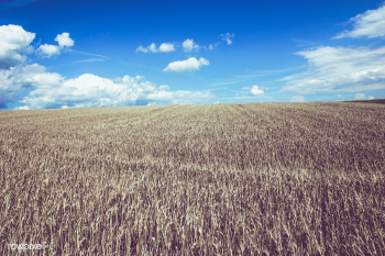 Cornfield | Free public domain photo - 431826 Cornfield | Free public domain photo - 431826