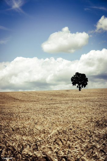 Cornfield | Free public domain photo - 431828 Cornfield | Free public domain photo - 431828