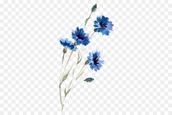 Cornflower Drawing Watercolor painting Illustration - Watercolor flowers 