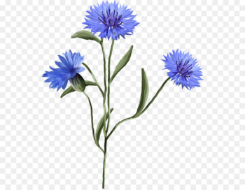 Cornflower Plant Wildflower - flower watercolour 