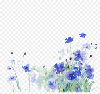 Cornflower Watercolor painting Illustration - Blue flowers 