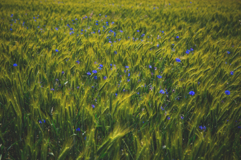 Cornflowers on triticale field Cornflowers on triticale field