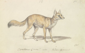 Corsac Dog-Fox by Charles Hamilton | Free Photo - rawpixel Corsac Dog-Fox by Charles Hamilton | Free Photo - rawpixel