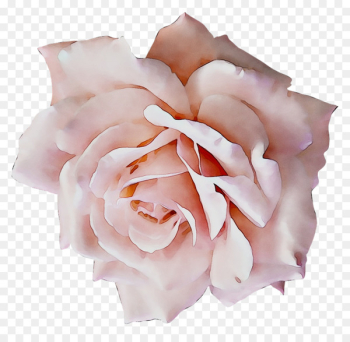 Corsage Garden roses Formal wear Wedding Clothing Accessories -  