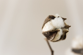 Cotton Flower Cotton Flower