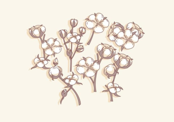 Cotton Flower Simple Vector Cotton Flower Simple Vector