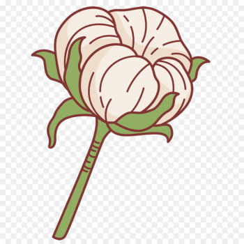 Cotton Vector graphics Image Packaging and labeling Portable Network Graphics - cotton plant 