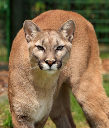 Cougar Animal Cougar Animal