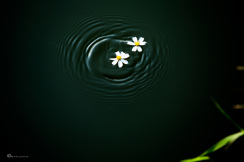 Couple of flowers float on the water Couple of flowers float on the water