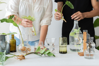 Couple propagating their houseplants as a… | Free stock photo | High Resolution image