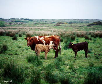 Cow and her calves. Original image from Carol.. | Free public domain photo - 421964