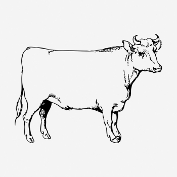 Cow, bull drawing, farm animal | Free Photo - rawpixel Cow, bull drawing, farm animal | Free Photo - rawpixel