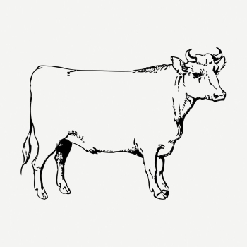 Cow, bull drawing, farm animal | Free PSD - rawpixel Cow, bull drawing, farm animal | Free PSD - rawpixel