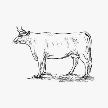 Cow, bull drawing, vintage animal | Free Vector Illustration - rawpixel