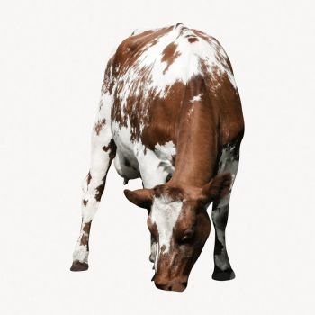 Cow, bull, livestock animal, isolated | Free PSD - rawpixel