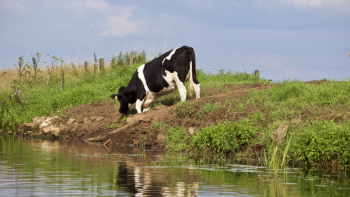 Cow Eating Grass Near Body of Water Cow Eating Grass Near Body of Water