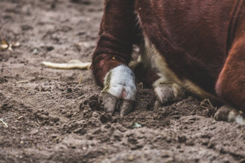 Cow Foot Cow Foot