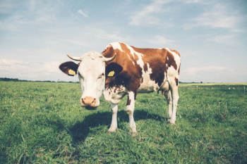 Cow in the meadow Cow in the meadow