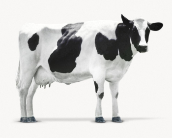 Cow isolated on white, animal | Free Photo - rawpixel Cow isolated on white, animal | Free Photo - rawpixel