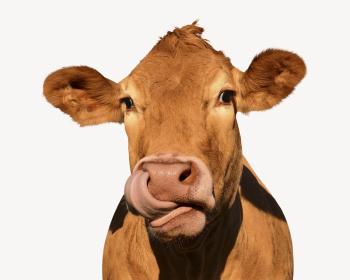 Cow licking nose, farm animal | Free Photo - rawpixel Cow licking nose, farm animal | Free Photo - rawpixel
