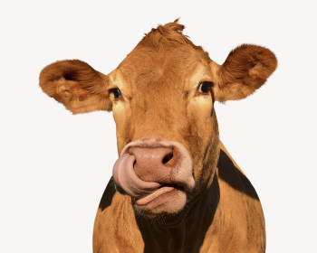 Cow licking nose, farm animal | Free PSD - rawpixel Cow licking nose, farm animal | Free PSD - rawpixel