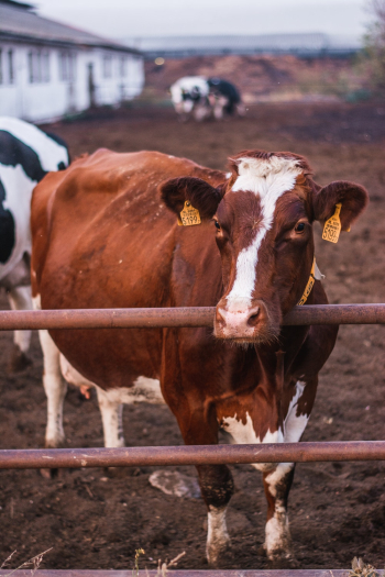 Cow on Brown Wooden Fence Cow on Brown Wooden Fence