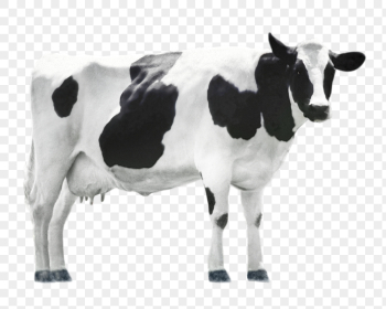 Cow png clipart, farm animal, | Free PNG - rawpixel Cow png clipart, farm animal, | Free PNG - rawpixel