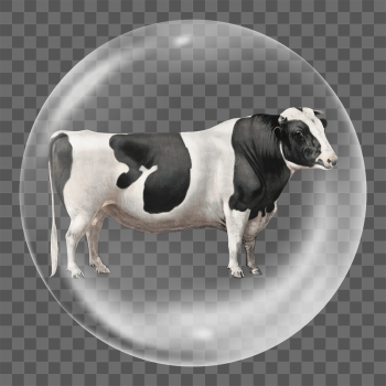Cow png farm animal sticker, | Free PNG - rawpixel Cow png farm animal sticker, | Free PNG - rawpixel