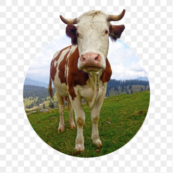 Cow png sticker, cattle animal | Free PNG - rawpixel Cow png sticker, cattle animal | Free PNG - rawpixel
