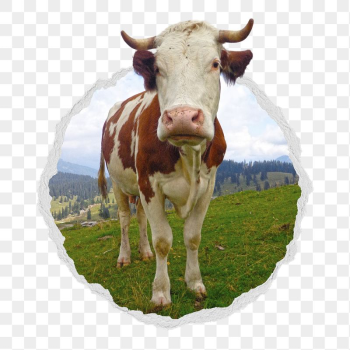 Cow png sticker, cattle animal | Free PNG - rawpixel Cow png sticker, cattle animal | Free PNG - rawpixel