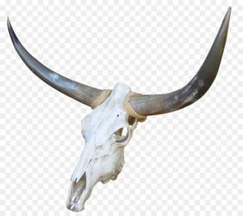 Cow's Skull: Red, White, and Blue Cattle Bone Goat - Goat skull 
