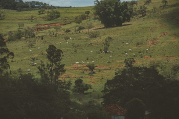 Cows Grazing on Field Cows Grazing on Field