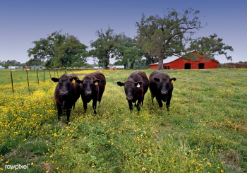 Cows in Cajun Country Farm. Original image fr.. | Free public domain photo - 421870