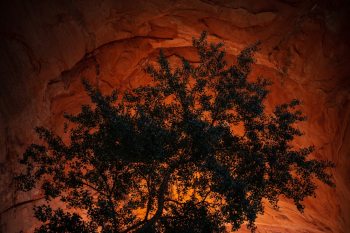 Coyote Gulch Arch. This is the underside of the famous arch that is usually shot with a wide angle lens. I caught this during the morning sun with the reflection from the water lighting up the arch. 