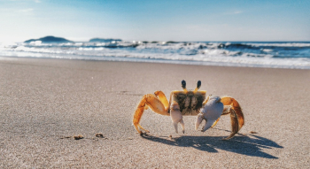 Crab at Beach Crab at Beach