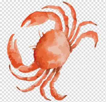 Crab illustration, Dungeness crab Seafood, Drawing crabs material transparent background PNG clipart