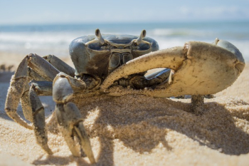 Crab on Beach Crab on Beach