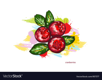 Cranberries with colorful splashes vector image