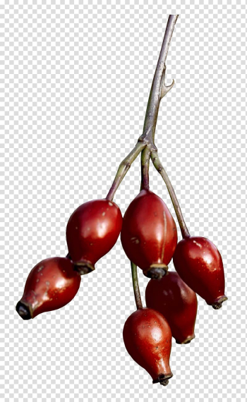 Cranberry , arrangement transparent background PNG clipart Cranberry , arrangement transparent background PNG clipart
